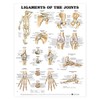 Ligaments of the Joints Anatomical Chart