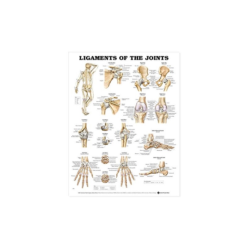 Ligaments of the Joints Anatomical Chart