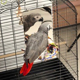 Colorday 9" Bird Mirror with Rope Perch, Bird Swing, Parrot Cage Toys for Parakeet African Grey Conure Cockatiel Lovebird Finch Canarie, Large