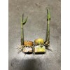 Sugarcane 2 Pcs SugarCane Cuttings Sweet Juicy Ready To Plant