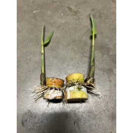 Sugarcane 2 Pcs SugarCane Cuttings Sweet Juicy Ready To Plant
