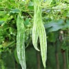 TomorrowSeeds Buag Ngu Snake Gourd |White Striped Green Serpent Luffa
