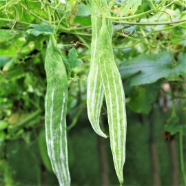 TomorrowSeeds Buag Ngu Snake Gourd |White Striped Green Serpent Luffa Squash Bitter Melon 2025