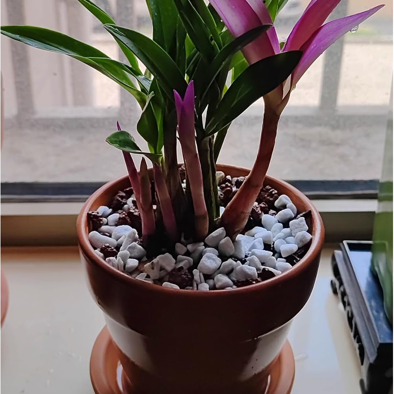 10 QT Professional Grade Horticultural Organic Perlite (10 QT, Large