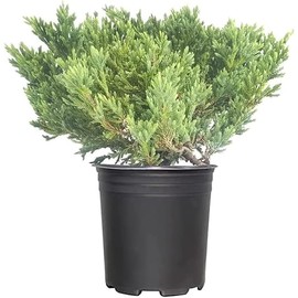 Prince of Wales Juniper | 3 Large Gallon Size Plants | Juniperus horizontalis Prince of Wales | Ideal Ground Cover & Landscape Addition