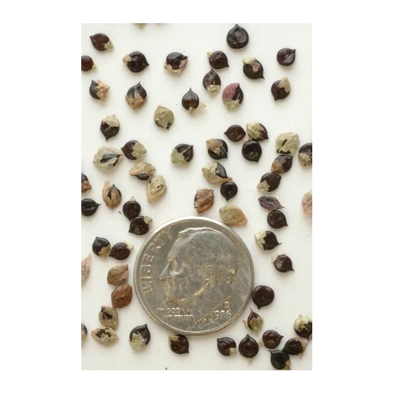 CZ Grain 50 Pinkweed Seeds for Planting Smartweed Persicaria pensylvanica