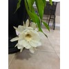 COLIBROX 2 pcs Cuttings White Orchid Cactus Epiphyllum Oxypetalum