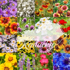 Kentucky Bulk Perennial Wildflower Seed Mix 1lb Covers 2,000sq-ft - Attract Pollinators, Multi-Color Blooms - Midwest US Species Plant in Spring/Fall - Earth-Friendly Packaging (1/4 Pound)