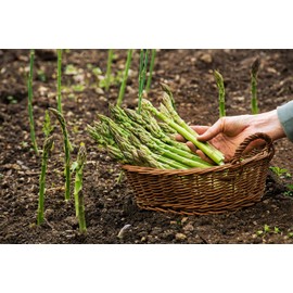 Earthcare Seeds Asparagus Mary Washington 200 Seeds Heirloom - Non GMO - Open Pollinated