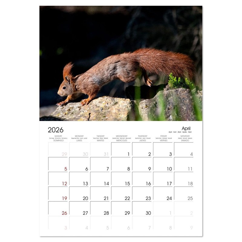 Squirrels - Tiny Explorers (Monthly Wall Calendar 2026 16.5" x