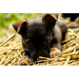 CZ Grain Stray Dog, Puppy Winter Rescue Kit - Warm Straw Bedding & Tasty Treats