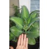1 Seedling with Roots of Mexican Hat Plant, Kalanchoe