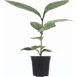 Camellia Sinensis Tea Plants | 1 Live 4 Inch Pot | Camellia Sinensis | Grow & Brew Your Own Tea | Perfect for Home Gardens