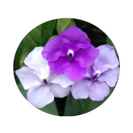Yesterday Today Tomorrow Live Semi-Tropical Flowering Shrub Plant Purple White Lavender Spring Bloom Starter Size 4 Inch Pot Emerald tm