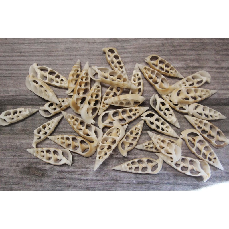 10pc Natural Cerithium Vertagus Seashells, Sliced Cut, 1.5-2 inch, White