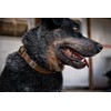 Carhartt Nylon Duck Dog Collar, Fully Adjustable Durable 2-Ply Cordura