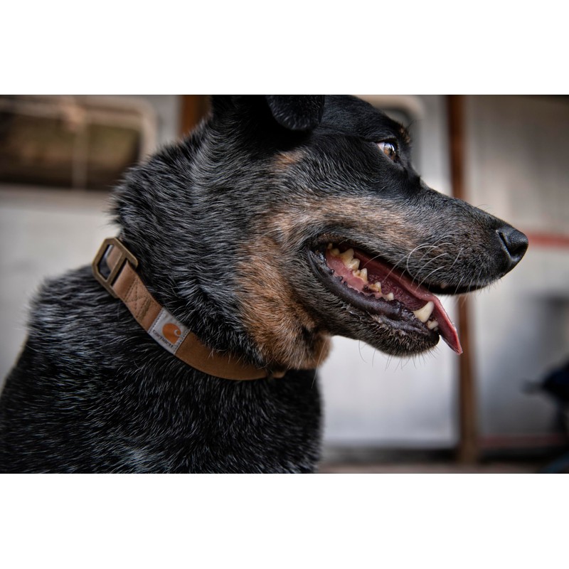Carhartt Nylon Duck Dog Collar, Fully Adjustable Durable 2-Ply Cordura