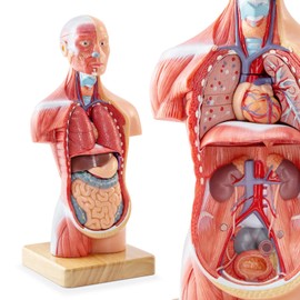 Merinden Human Body Model for Anatomy Study, 15 Part 11''