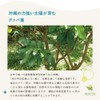 Marche Pure Guava Tea, Made in Japan, Okinawa Prefecture, Tea