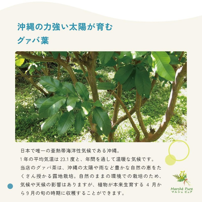Marche Pure Guava Tea, Made in Japan, Okinawa Prefecture, Tea