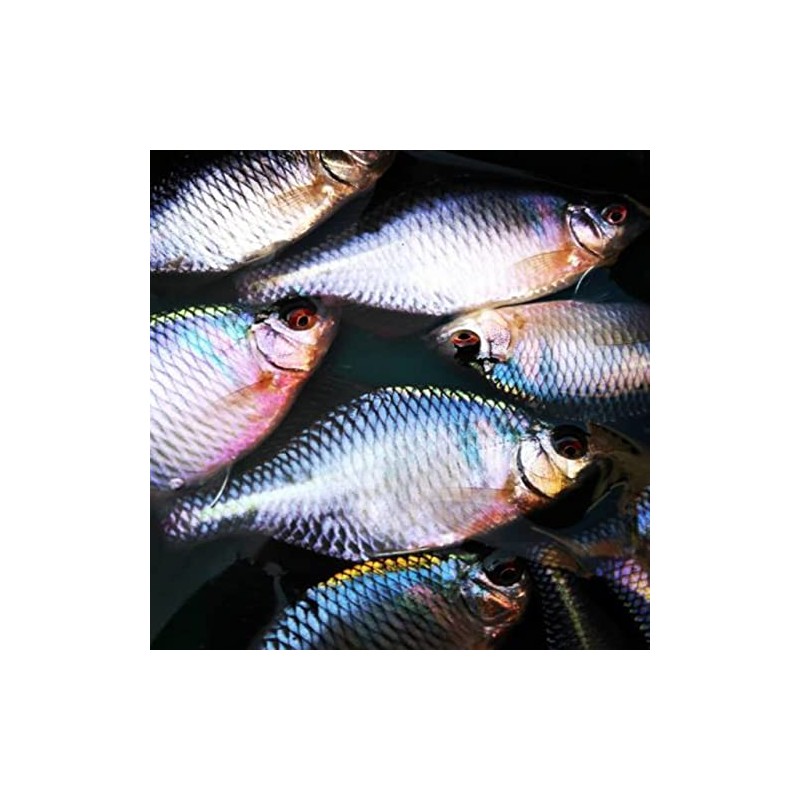 TIEMCO Mono Thread Evolution No. 0.2 0.0075 mm 0.34 kg