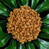 Smarty Stop Fried Roasted Salted Corn Nuts Snacks (3 Pound