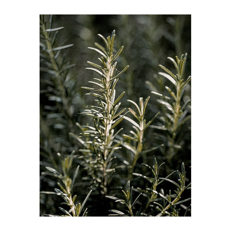 Signature Basic Set (Shampoo + Treatment) / 시그니처 베이직 세트(샴푸+트리트먼트)