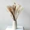 50PCS Natural Dried Pampas Grass Contains Bunny Tails Dried Flowers,