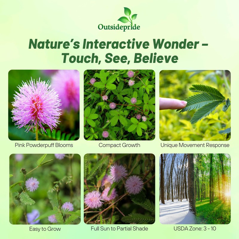 Outsidepride Mimosa Pudica Seeds - 1000 Pcs Annual, Easy to