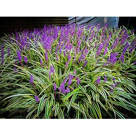 Variegated Liriope | 3 Large Gallon Size Plants I Liriope Muscari Variegata I Live Striking Evergreen Perennial with Colorful Foliage, Ideal for Borders