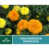 Southern Seeds Marigold, Crackerjack - 100 Seeds - Giant blossoms