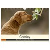 Chesley Kleiner Hund grosse Abenteuer (Wandkalender 2026 DIN A4 quer),