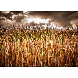 Loccor 7x5ft Fabric Spooky Corn Field Backdrop Fall Corn Field Stalks Dark Cloudy Sky Storm Background Hallowen Haunted Cornfield Party Decorations Kids Adults Photo Booth Studio Props