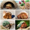 QUOZUO Hermit Crab Sea Shells Natural Coconut Shell Hut Artificial