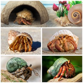 QUOZUO Hermit Crab Sea Shells Natural Coconut Shell Hut Artificial Plants, Hermit Crab Supplies Seashells for House Hermit Crab Tank Hide Reptile Hideouts - 22 PCS