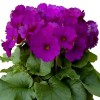 Primula Obconica Original Primrose Seeds Primula Obconica Original Violet 50 Seeds