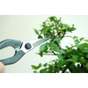 Okatsun 207 Matsuha Shears, BP Included