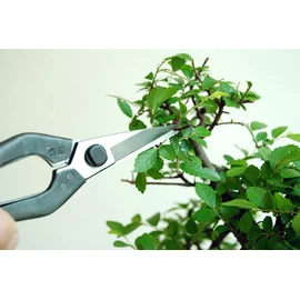 Okatsun 207 Matsuha Shears, BP Included
