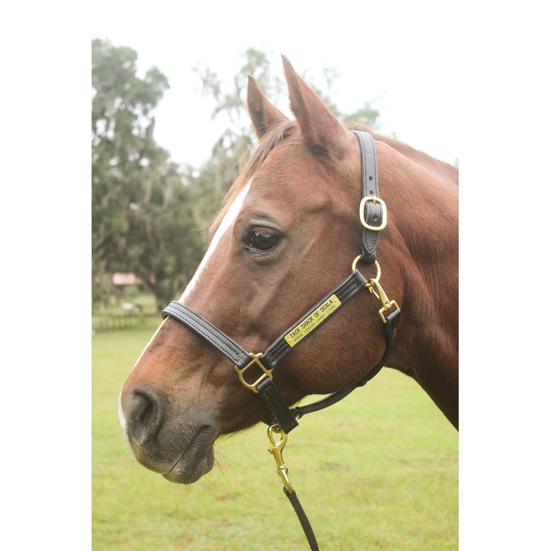 Tack Shack of Ocala Leather Halter with Customized Engraved Name