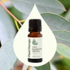 Plant Therapy Aceite Esencial De Eucalipto Orgánico 10ml