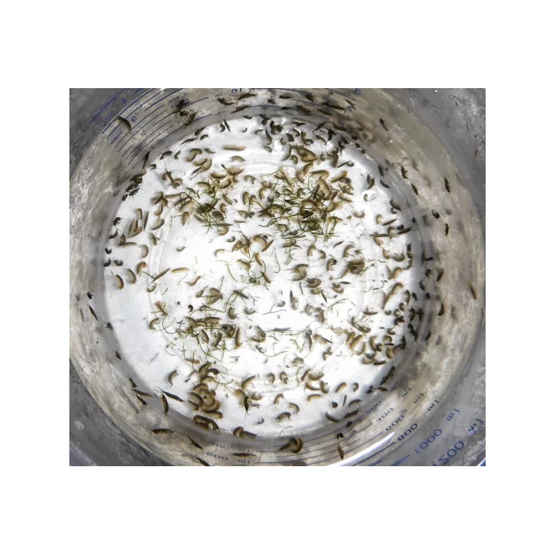 Amphipods 1000 cnt + Free Copepods 32 Mix 12,000 5