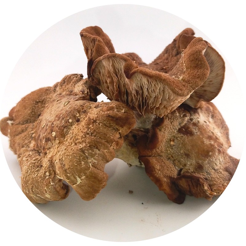 Stajcar Stoneworks LLC Shiitake Mushroom Tincture, 2 fl. Oz, Alcohol-Based