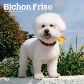 Bichon Frise | 2024 12 x 24 Inch Monthly Square Wall Calendar | BrownTrout | Animals Dog Breeds