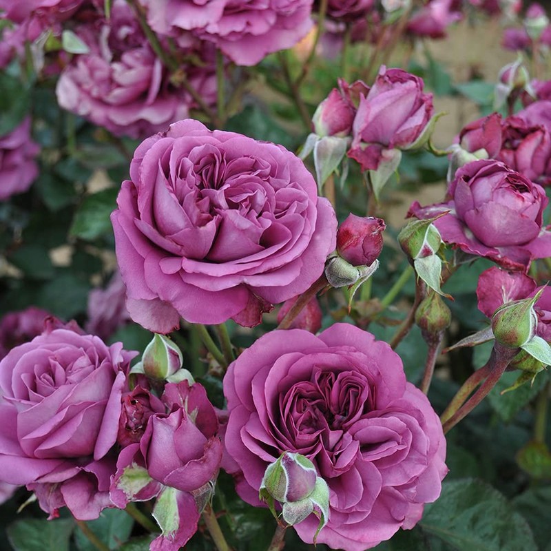 Heirloom Roses Purple Rose Plant - Sunbelt® Plum Perfect Floribunda