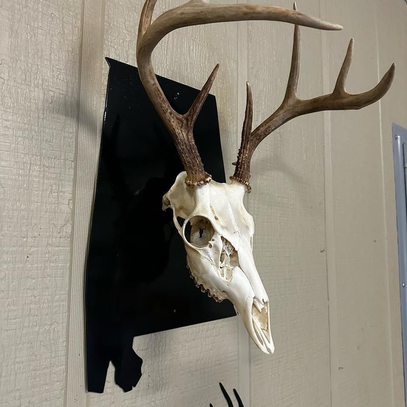European State Skull Mount hanger - State: Maryland
