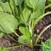 Herb To Body Plantain Leaf Powder – 4oz, Wildcrafted Plantago
