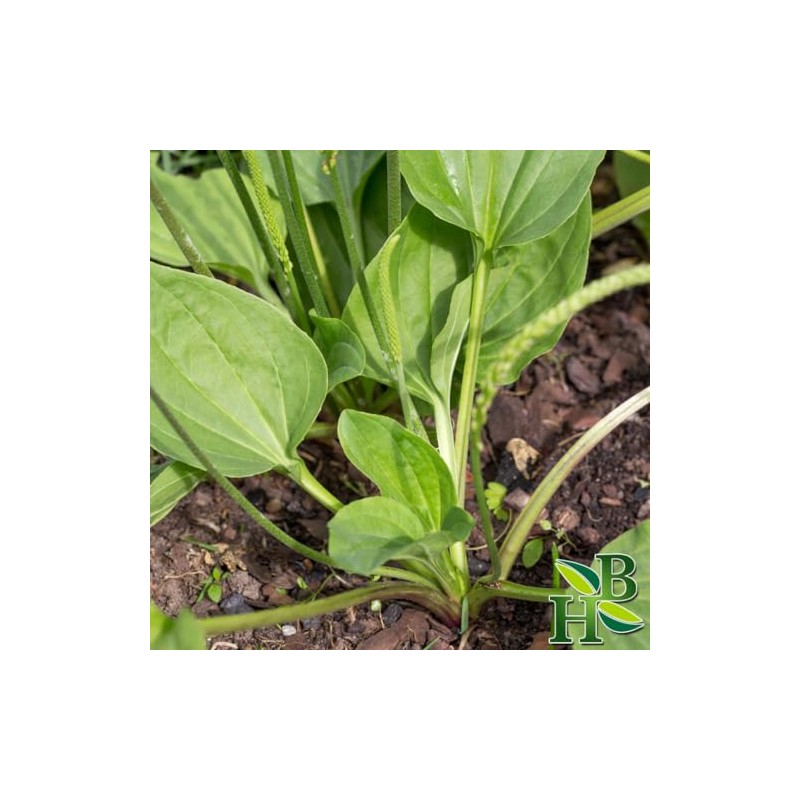 Herb To Body Plantain Leaf Powder – 4oz, Wildcrafted Plantago