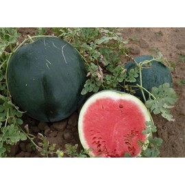 NIKA SEEDS - Seeds Fruit Watermelon Round Day&Night Mix - 30+ Seeds