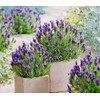 Lavender Provance Lavandula Seeds for Planting Herb Garden About 100