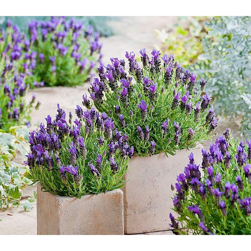 Lavender Provance Lavandula Seeds for Planting Herb Garden About 100